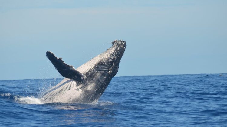 Eco-Friendly-Whale-Watching:-Sustainable-Practices-of-Perth’s-Top-Tours